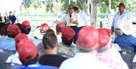 Avanza sin demora Crédito Ganadero a la Palabra, se han entregado 15 mil vientres a productores de 7 municipios a la fecha