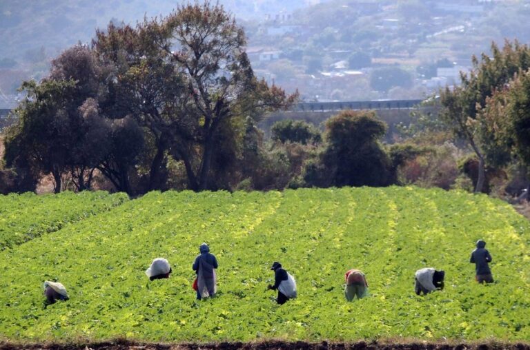 Sheinbaum envía al Senado iniciativa para fortalecer derechos de jornaleros y trabajadores agrícolas