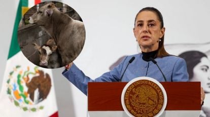 Sheinbaum revela cuándo se inaugura en Chiapas la planta de mosca estéril para combatir el gusano barrenador