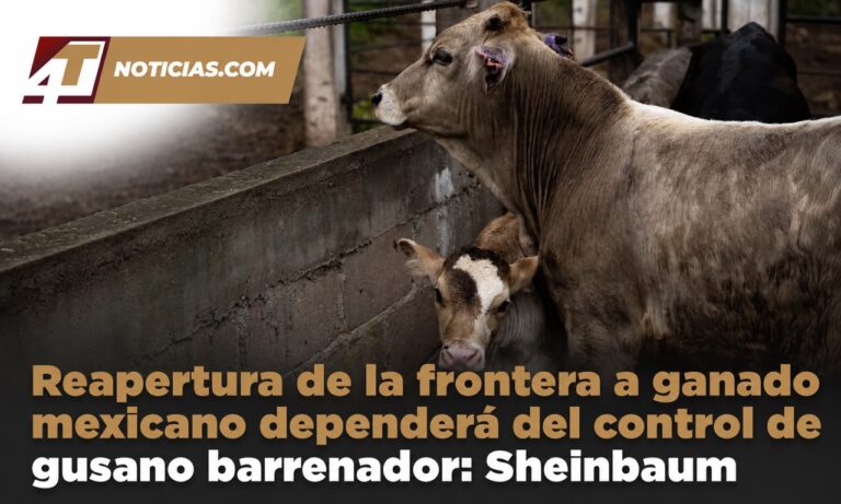 Reapertura de la frontera a ganado mexicano dependerá del control de gusano barrenador: Sheinbaum