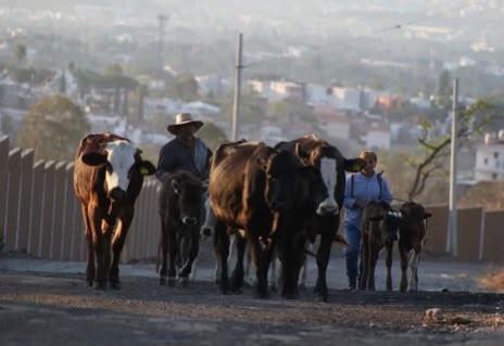 Sheinbaum prevé reapertura paulatina de frontera con EU al ganado mexicano en agosto