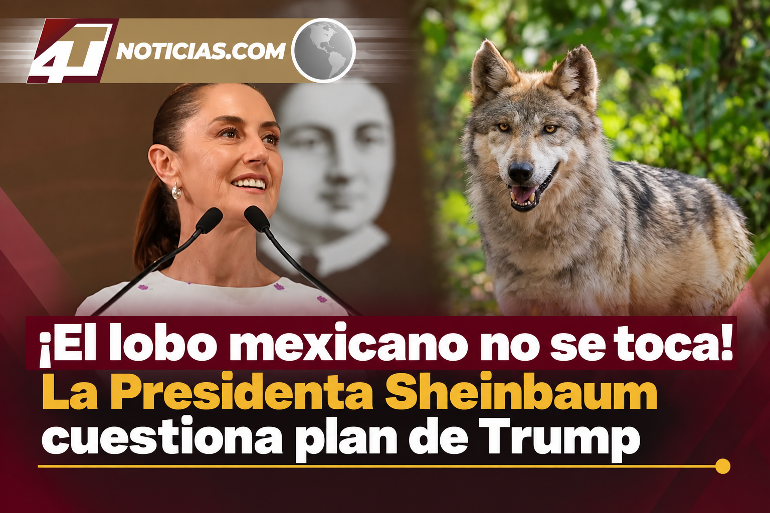 ¡El lobo mexicano no se toca! La Presidenta Sheinbaum cuestiona plan de Trump