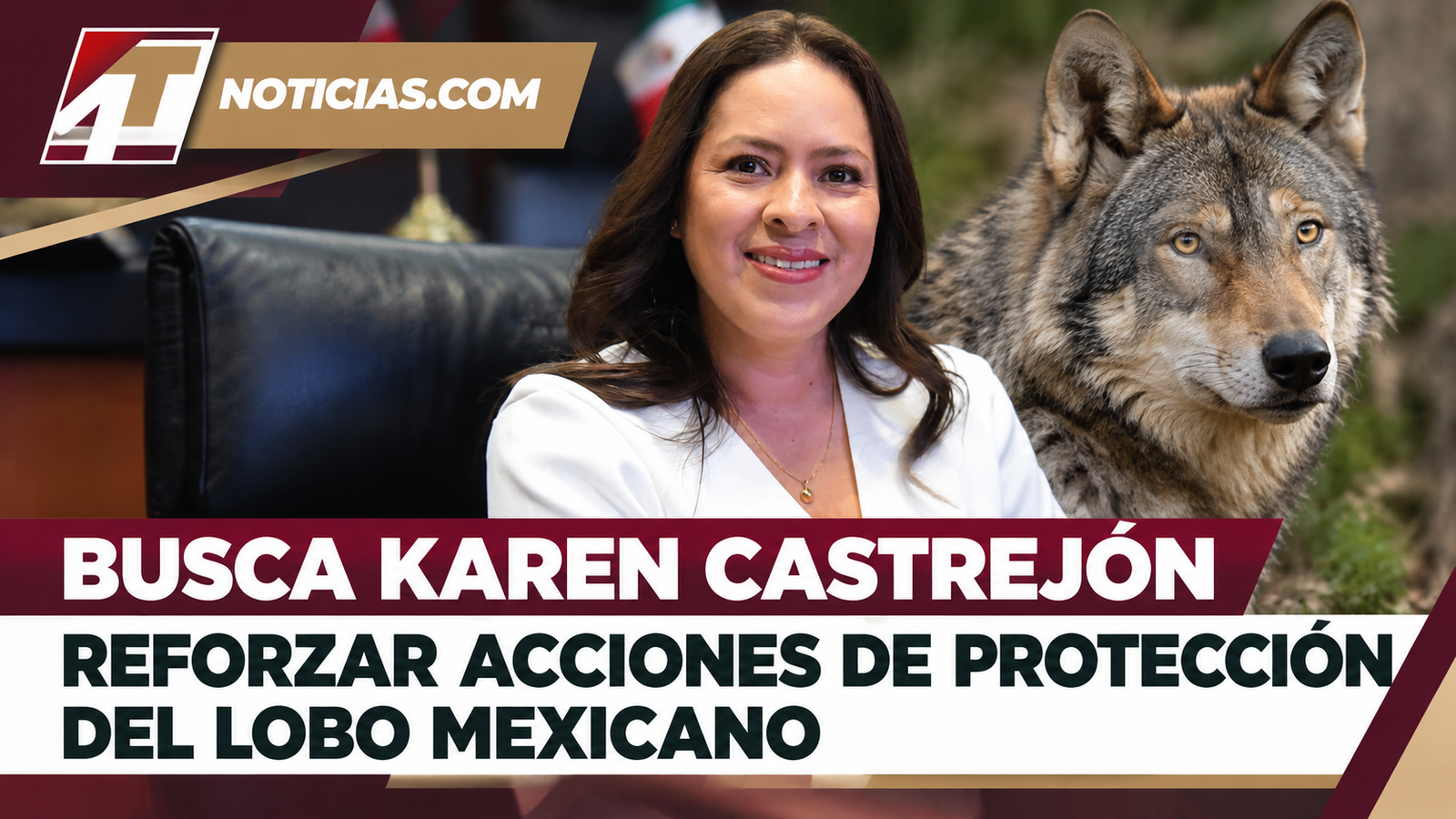 BUSCA KAREN CASTREJÓN REFORZAR ACCIONES DE PROTECCIÓN DEL LOBO MEXICANO